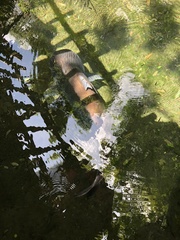 Pangasius sanitwongsei