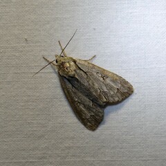 Acronicta