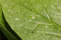 Golovinomyces cynoglossi