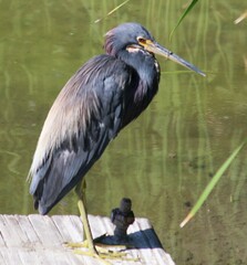 Egretta tricolor