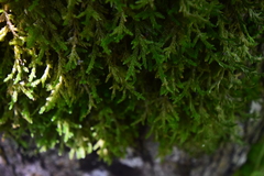 Forsstroemia trichomitria