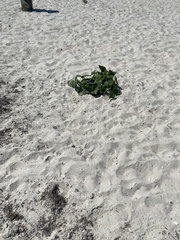 Cucumis melo