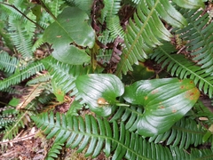 Maianthemum dilatatum