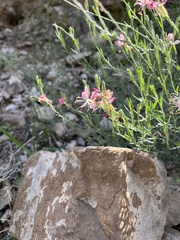 Oenothera suffrutescens