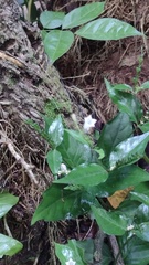 Spigelia humboldtiana