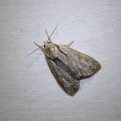 Acronicta