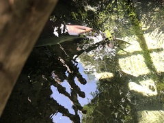 Pangasius sanitwongsei