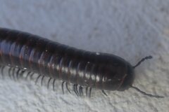 Acanthoiulus fuscipes