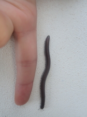 Acanthoiulus fuscipes