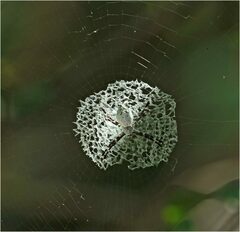 Argiope submaronica
