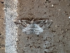 Neoalcis californiaria