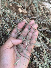 Oenothera suffrutescens