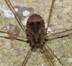 Leiobunum blackwalli