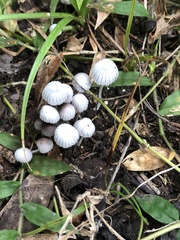 Coprinellus