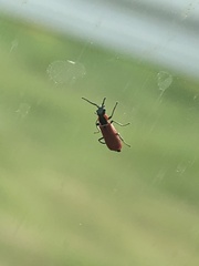Anthocomus rufus