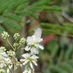 Leptotes marina