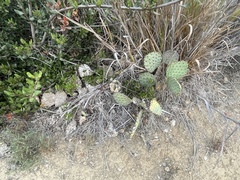 Opuntia