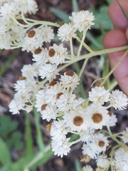 Anaphalis margaritacea