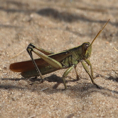 Schistocerca lineata
