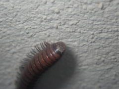 Acanthoiulus fuscipes