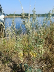 Artemisia absinthium