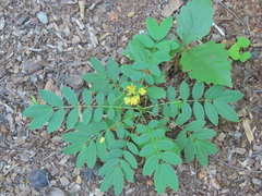 Senna marilandica