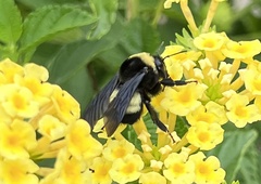 Bombus auricomus