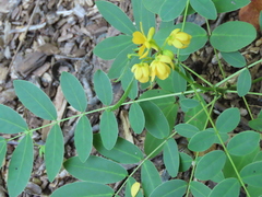 Senna marilandica