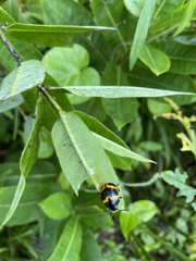 Labidomera clivicollis