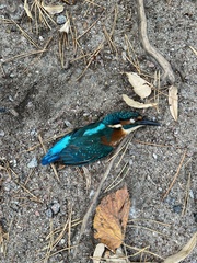 Alcedo atthis