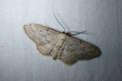 Idaea seriata