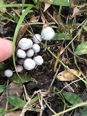 Coprinellus