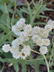 Anaphalis margaritacea