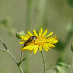 Acmaeodera amplicollis