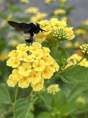 Bombus auricomus