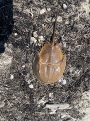 Limulus polyphemus