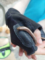 Anguis fragilis
