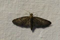 Eupithecia tripunctaria