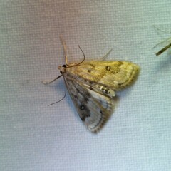 Parapoynx stratiotata