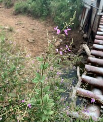 Desmodium illinoense
