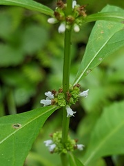 Lycopus uniflorus