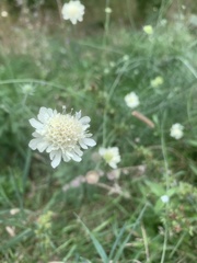 Scabiosa columbaria