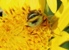 Stratiomyini