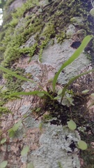 Polypodiaceae