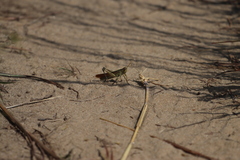 Schistocerca lineata