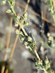 Artemisia campestris
