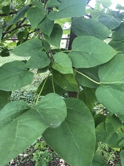 Catalpa