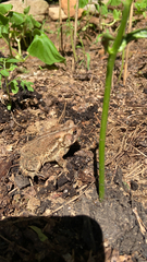 Anaxyrus americanus