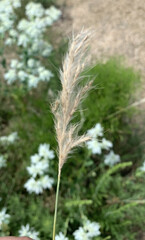 Bothriochloa laguroides