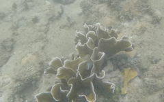 Millepora striata